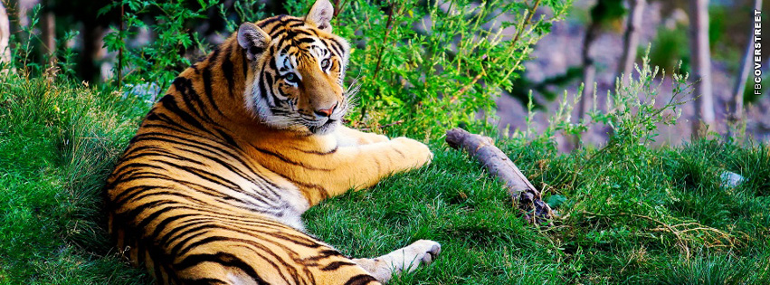 Tiger Resting Cover Photo  Facebook Cover
