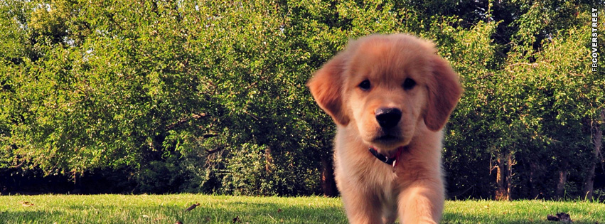 Puppy Cute Cover Photo  Facebook Cover
