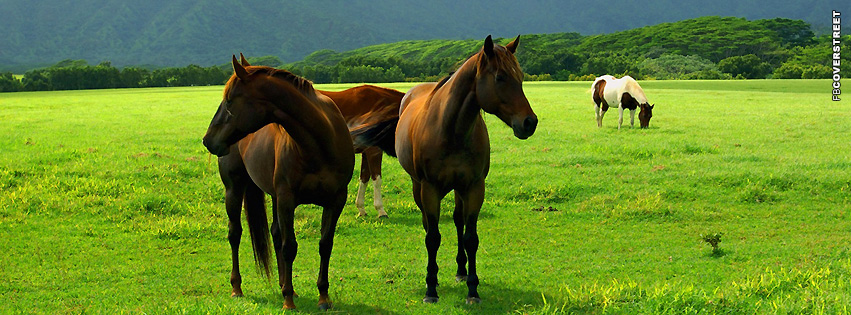 Horses on Land  Facebook Cover