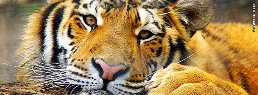 Resting Tiger Cover  Facebook Cover