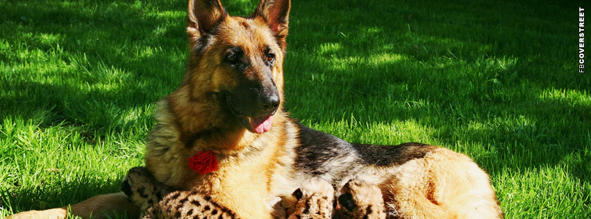 German Shepherd Backyard  Facebook Cover