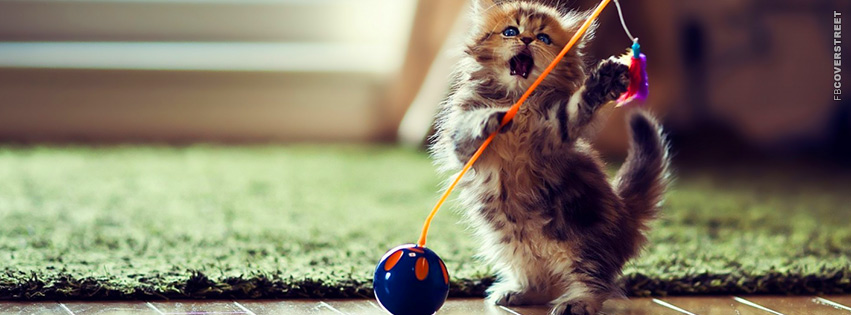 Kitten Playing With His Toy  Picture