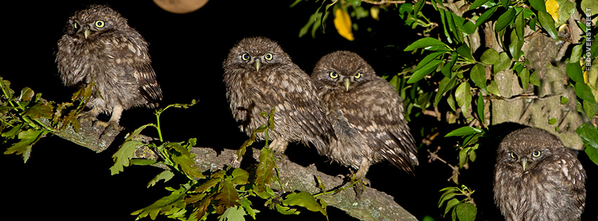 Owls Just Chillin  Wallpaper