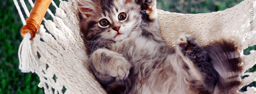 Kitty Hammock  Wallpaper