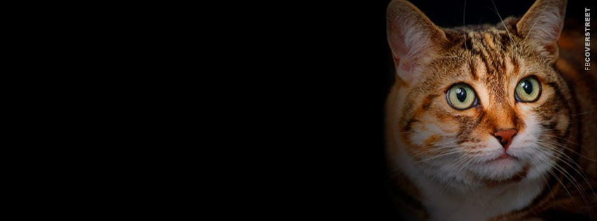 Amazed Looking Cat  Picture