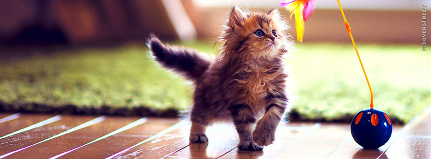 Cute Kitten Playing With a Toy  Picture