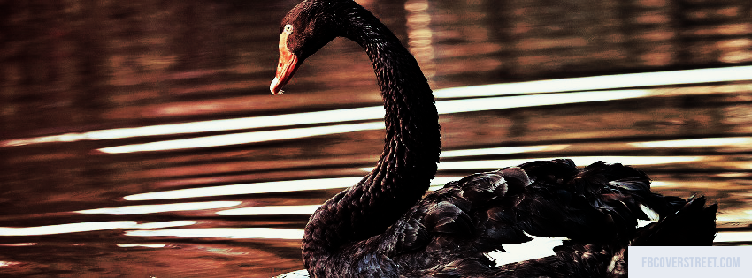 Swimming Black Swan Picture