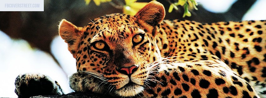 Leopard 1 Picture