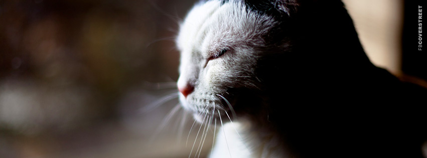 Cat Closing Its Eyes  Wallpaper