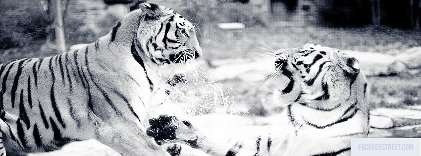 Wrestling Tigers Picture