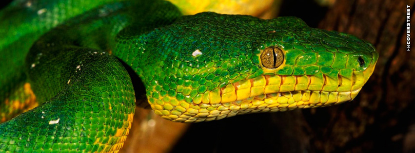 Green Snake Cover  Wallpaper