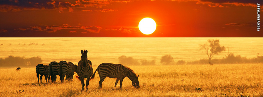 Zebra Herd over Horizon  Wallpaper