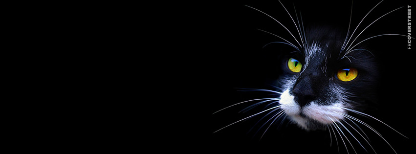 Black Cat With Huge Whiskers  Picture