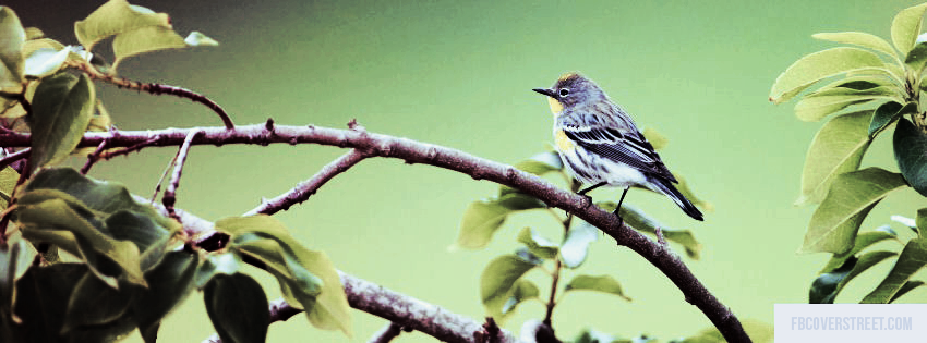 Pirched Bird Wallpaper