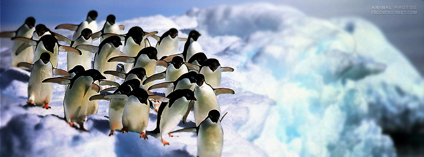 Penguins Getting Ready To Swim Picture