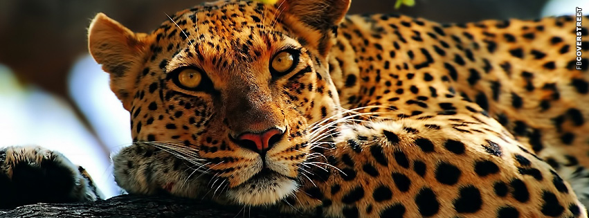 Leopard Resting In A Tree  Wallpaper