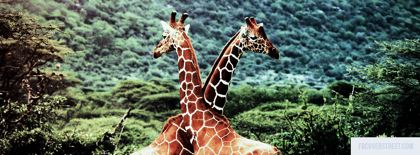 Giraffes Picture