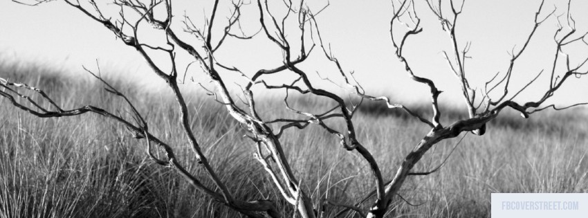 Tree 2 Black and White Wallpaper