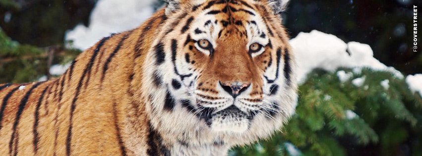 Winter Tiger Cover  Picture