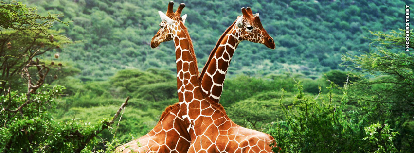 Giraffes Africa  Picture
