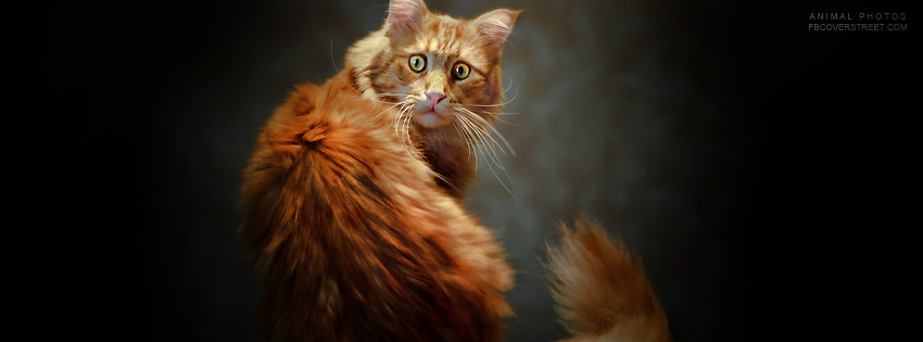 Crazy Cat Wallpaper
