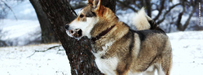 Husky Dog Cover  Picture