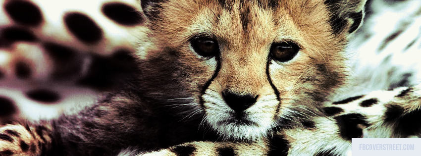 Cute Baby Leopard Wallpaper