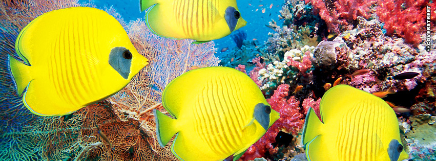 Fish Yellow Butterfly Fish  Wallpaper