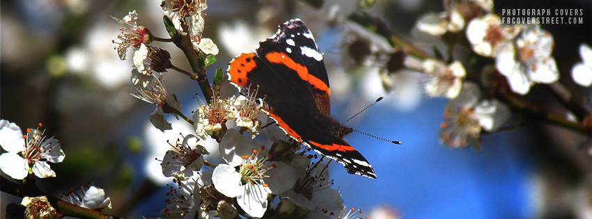 Butterfly Picture