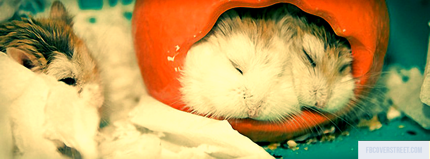 Cute Hamsters Sleeping Picture
