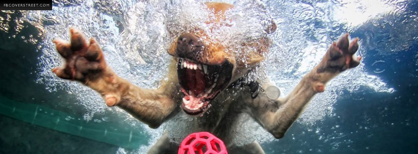Dog Swimming For a Ball Wallpaper