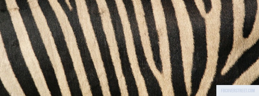 Zebra Print Picture