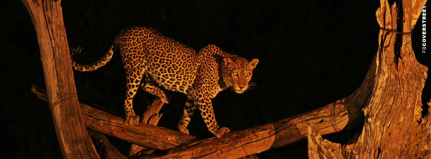 Tree Leopard Cover Photo  Wallpaper