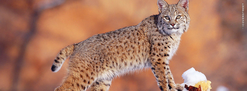 Bobcat Observing  Picture