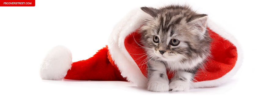 Kitten In A Santa Hat Picture