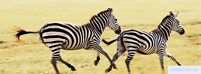 Zebras Wallpaper